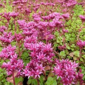 20 graines d' ORPIN COUVRE-SOL (Sedum Spurium)G467 SEEDS SAMEN SEMI SEMILLAS - Picture 1 of 1