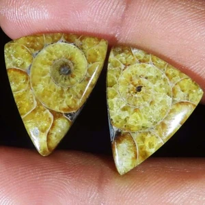 natural AMMONITE FOSSIL PAIR cabochon loose gemstone 26.25 Cts. (19 x 22 x 3 mm) - Picture 1 of 6