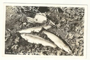 Rogue River Oregon Steelhead Trout Fish Creel Fishing Pole Fern RPPC Postcard - Picture 1 of 2