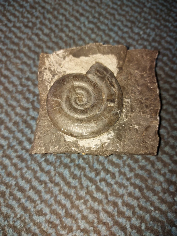 Fossil der Steinzeit.   - Bild 1 von 1