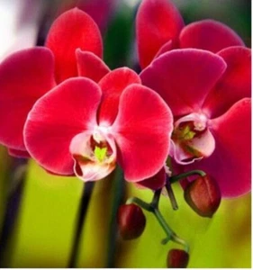 20 SEEDS for Red ORCHID rare flower bloom garden exotic house plant USA Seller - Picture 1 of 4
