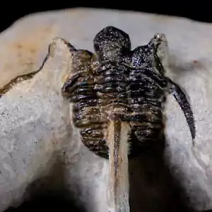 Cyphaspis Otarion trilobite fossile spinoso età devoniana 400 mila anni vecchio COA - Foto 1 di 9