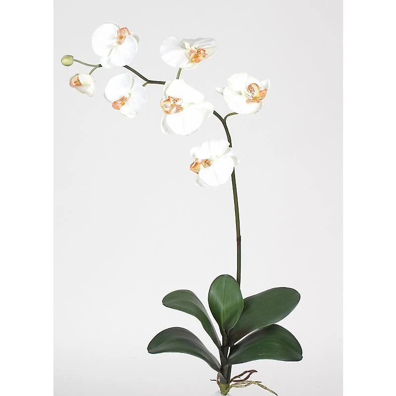 Flor de orquídea Phalaenopsis de seda con hojas - crema Foto 1 de 1