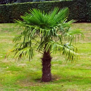 10 WINDMILL FAN PALM Tree Seeds Trachycarpus Fortunei MOST COLD HARDY Palm Plant - Picture 1 of 21
