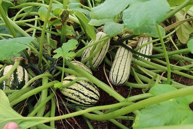 10x Giant Delicata Bohemian Winter Squash Seeds | Organic | Non-GMO - Image 1 of 1