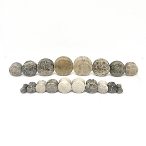SALE - Fossil Coral Jade Double Flare Plugs 2g - 1" - Picture 1 of 2