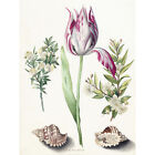 Sibylla Merian Tulip Two Branches Myrtle Two Shells Wall Art Canvas Print 18X24