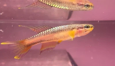 Aphyosemion Volcanum Group Of 3 Killifish - Image 1 of 2