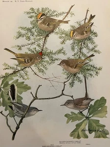 Birds of NY Golden Crowned Ruby Kinglet Blue-Gray Gnatcatcher Color Plate Print - Picture 1 of 2
