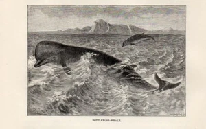 1894 = IPERODONTE = Cetacei Animali Marini = Piccola Stampa Antica - Picture 1 of 1