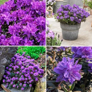 Rhododendron Plant Evergreen Hardy Flowering Garden Shrub Purple Azurika 1L Pot - Picture 1 of 10