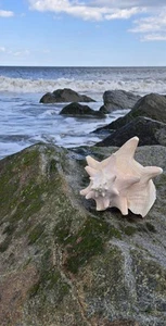 9" Queen Helmet Conch Sea Shell Large Horn Cassis Cornuta Pink Interior - Picture 1 of 16