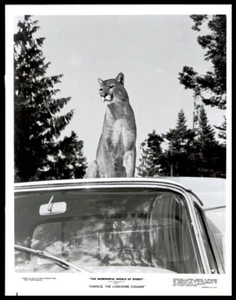 1967 CHARLIE, THE LONESOME COUGAR Vintage Photo - Picture 1 of 3