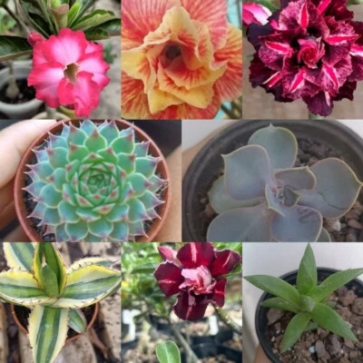 8 Plantas, 4 Suculentas Y 4 Adenium Obesum Flores Distintas - Image 1 of 2