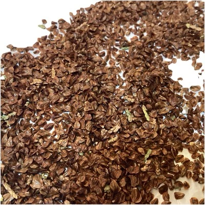 Arizona Cypress Tree Seeds (CUPRESSUS ARIZONICA) - Image 1 of 4