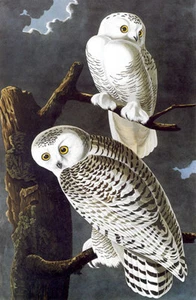 Audubon Snowy Owl 30x44 Fine Art Hand Numbered Ltd. Edition - Picture 1 of 1