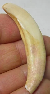 #29 Binh Tuy Vietnam 53mm 100% Natural Tooth Nanh Heo Rung 2 inch Specimen - Picture 1 of 5