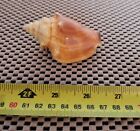 Real Seashell, FLORIDA FIGHTING CONCH Strombus Alatus, Sea Snail 