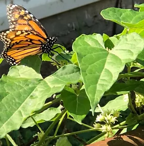 FRESH! Wild Honeyvine Milkweed 50-500 SEEDS~Organic~Climbing Bluevine Sandvine - Picture 1 of 7