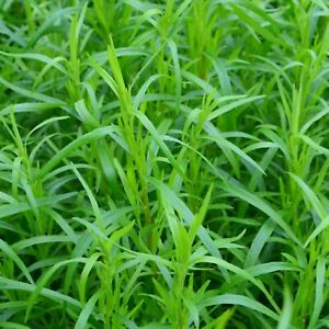 FRENCH TARRAGON Herb Salad Plant Taragon Estragon non-GMO 200 Seeds ORGANIC Bio