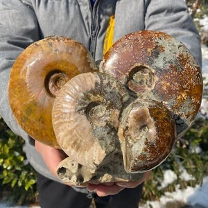 5.84LB Natural Large Beautiful Ammonite Fossil Conch Crystal Specimen Healing - Picture 1 of 12