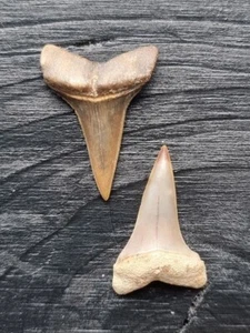 Set aus 2 Zähnen des Mako Hai aus den USA - Hai Zahn Fossil - Bild 1 von 2