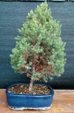 Bonsai di Ginepro procumbes H. 43