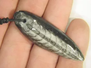 BUTW Orthoceras Collana ciondolo fossile nautiloide 1654E - Foto 1 di 2