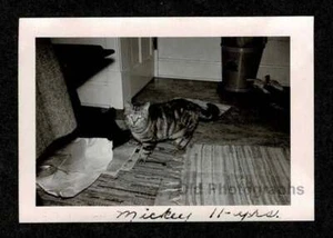 11 YEARS OLD MICKEY THE KITTY CAT OLD/VINTAGE PHOTO SNAPSHOT- M262 - Picture 1 of 1