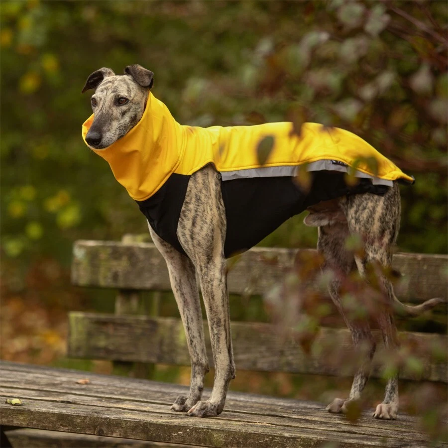 Sofshelljacke Windhund - Wintermantel Greyhound Galgo Whippet Jumper Pullover - Bild 1 von 4