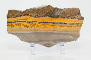 Bumble Bee Jasper Polished Slab Slice 217mm 698g Rare Yellow Stone H2255 - Picture 1 of 12