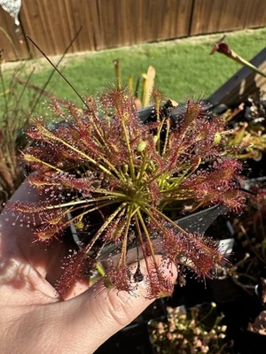 Semillas de Drosera intermedia (Zagorje, Croacia) 50+ por pedido | Semillas de rocío solar Foto 1 de 2