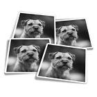 4x Square Stickers 10 cm - BW - Border Terrier Dog Puppy  #36857