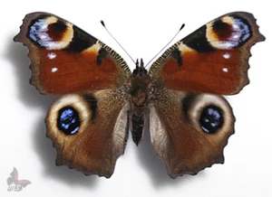 Inachis io, UNMOUNTED butterfly - Picture 1 of 1