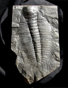 VERY LARGE HYDROCEPHALUS MINOR TRILOBITE FROM THE CZECH REPUBLIC - NICE DETAIL! - Picture 1 of 2