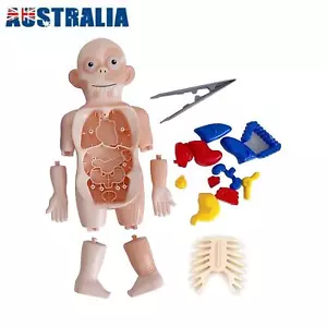 3d Puzzle Human Body Anatomy Educational Learning DIY Assembled Toy Gift - Picture 1 of 10