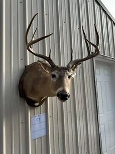 Whitetail Deer Real Antler Deer Taxidermy Mount - Picture 1 of 6
