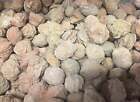 Bulk Wholesale Lot 1 LB Desert Rose Selenite One Pound Rough Natural Crystals