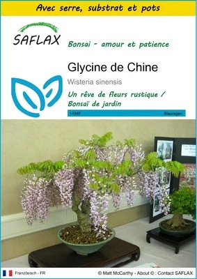 SAFLAX - Kit de culture - Glycine de Chine - 4 Graines - Photo 1/4