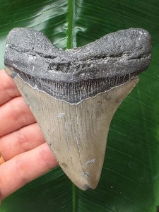 Dente grigio affilato del megalodonte 10,5 cm - dente di squalo fossile - Foto 1 di 7