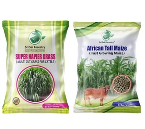 Super Napier Grass Seebs | African Tall Maize Seeds Combo Pack - 200g | Animal l - Picture 1 of 4