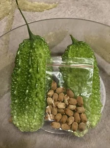 25+ OKINAWA Bitter Melon Bitter Gourd Seeds, NON-GMO, ORGANICALLY GROWN - Picture 1 of 15