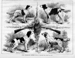 DOGS, CELEBRATED SETTERS, 1879 ANTIQUE DOG PRINT SETTER - Picture 1 of 1