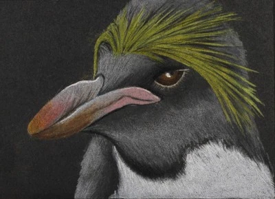 Macaroni Penguin, ACEO Original, Lápiz de Color, 2.5x3.5, Firmado Foto 1 de 2