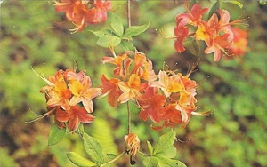 Cartolina d'epoca fiore cromato fiamma azalea fiori selvatici delle montagne - Foto 1 di 2