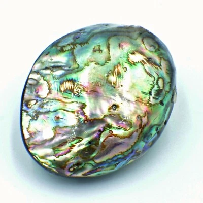 NELLYS Abalone  Perlmutt AB Perlen ganze geschlossene Muscheln Perlen Strang XXL - Bild 1 von 4