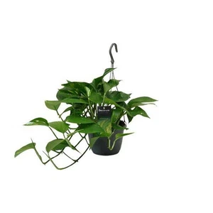 Efeutute - Scindapsus Epipremnum - Zimmerpflanze - Ø15cm - ↕45cm - Bild 1 von 4
