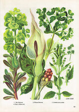 Sun Spurge Lords And Ladies Dog's Mercury Flower Plant Print 1962 TOBOWF#63