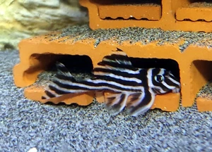 5er Höhle + 1 gratis f. Welse, Krebse, Garnelen, Fische. Aquarium Deko Welshöhle - Bild 1 von 14
