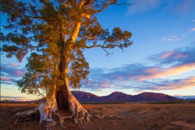 Eucalyptus camaldulensis (Red River Gum) Approx. 150 Seeds (0.02 g) •Garden Tree - Image 1 of 2